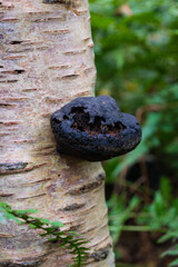 bark of a tree