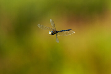 1 Dragonfly (Odonata, Libellen). Flying insect from the side in front of green background. Wildlife in summer.