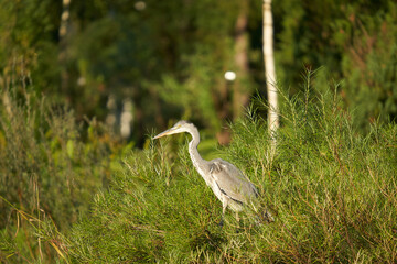 1 Heron (Ardea cinerea, Fischreiher). Animal sitting in a green needle plant and looks ahead. Summer wildlife in germany.