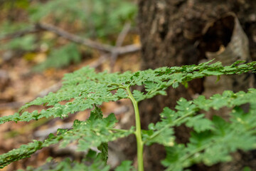 green moss growing on a tree