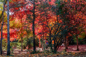 Fototapeta na wymiar Autumn scenery of red leaves in Nanhu Park, Changchun, China