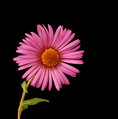 aster flower growing on black background