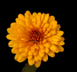 aster flower growing on black background