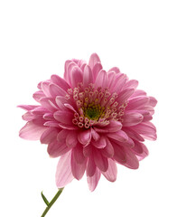 aster flower growing on white background