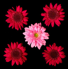 aster flower growing on black background