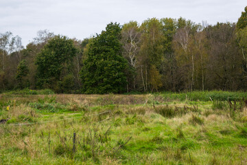 Obraz premium trees in the forest