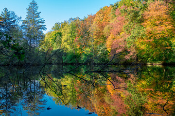 Frankfurter Stadtwald - Jacobiweiher im Herbst mit Herbstwald mit farbenfrohen Bäumen und...