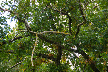 tree branches