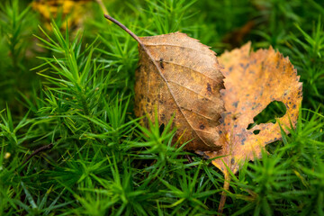 leaf on the grass