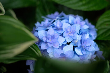 Close-up shot of blue and purple hydrangae surrounded by green petals on an early June summer day in Japan