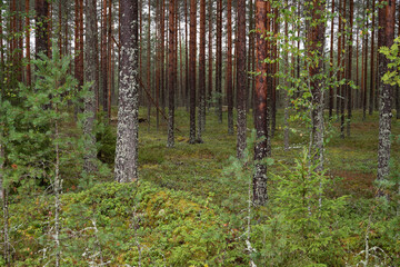 Obraz premium forest in spring