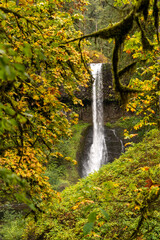 Fall Color in Oregon Forest at Silver Falls State Park Waterfall