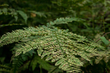 close up of fern