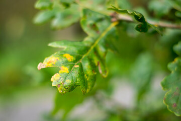 Naklejka premium caterpillar on leaf