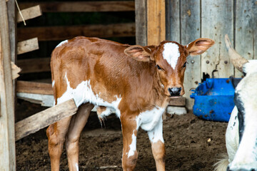 Fotografia de gado brasileiro no pasto, na fazenda, ao ar livre, na região de Minas Gerais....