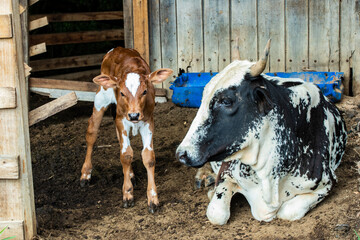 Fotografia de gado brasileiro no pasto, na fazenda, ao ar livre, na região de Minas Gerais....