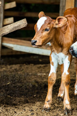 Fotografia de gado brasileiro no pasto, na fazenda, ao ar livre, na região de Minas Gerais....