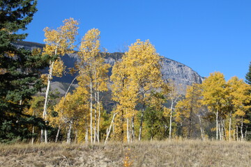 Golden Trees, Jasper National Park, Alberta
