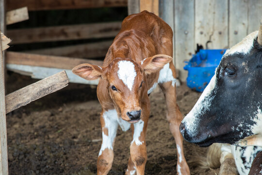 Fotografia de gado brasileiro no pasto, na fazenda, ao ar livre, na regi&atilde;o de Minas Gerais. Nelore, Girolando, Gir, Brahman, Angus. imagens de Agroneg&oacute;cio.