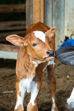 Fotografia de gado brasileiro no pasto, na fazenda, ao ar livre, na região de Minas Gerais. Nelore, Girolando, Gir, Brahman, Angus. imagens de Agronegócio.