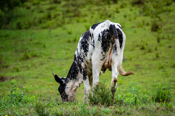 Fotografia de gado brasileiro no pasto, na fazenda, ao ar livre, na região de Minas Gerais....