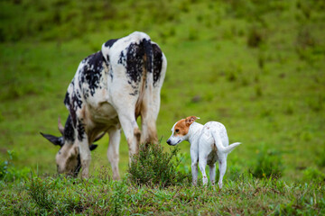 Fotografia de gado brasileiro no pasto, na fazenda, ao ar livre, na região de Minas Gerais....