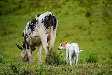Fotografia de gado brasileiro no pasto, na fazenda, ao ar livre, na região de Minas Gerais....