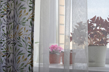 Hobby-Indoor flowers on the windowsill behind a transparent curtain.
