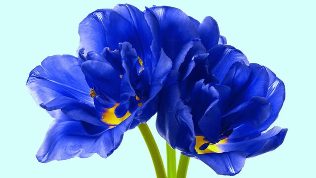 Timelapse of spectacular beautiful blue tulip flowers blooming on light background. Beautiful tulip flower bouquet open close-up. Spring, Easter, Holiday, Mothers day, Womans day concept.