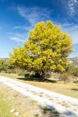 Naklejka premium Lozoya Valley, in the Sierra de Guadarrama of Madrid, with autumn colors