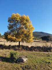 Lozoya Valley, in the Sierra de Guadarrama of Madrid, with autumn colors