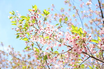 sakura in Ueno, Japan