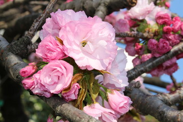 sakura in Ueno, Japan