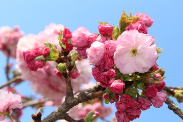sakura in Ueno, Japan