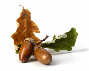 Two ripe acorns and brown with green oak leaves isolated on white, close up. Autumn composition.