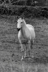 Obraz na płótnie Canvas linda foto de cavalo brasileiro ao ar livre pastando na fazenda, em minas gerais, ao ar livre.