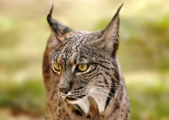 Foto op Plexiglas portret van een Iberische lynx © perpis