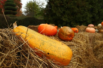 Dynia, warzywo, halloween © Marcin