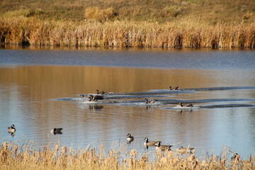 Landing On The Wetlands, Pylypow Wetlands, Edmonton, Alberta
