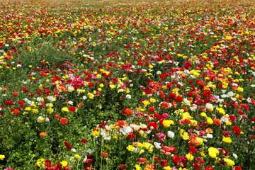 Rows of colorful tulips on the field. Colorful flower field. 
