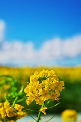 春の青空と菜の花