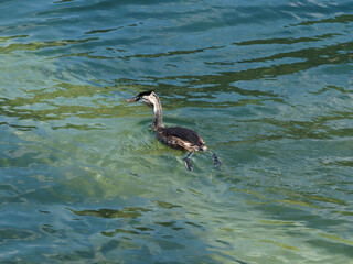 Great crested grebe (Podiceps cristatus) with whiter plumage in winter, white above eye and pink bill excellent swimmer and diver on the lake of tegernsee in Germany