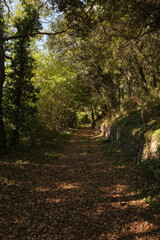 Path in the green autumn forest at Olot, La Garrotxa, Spain