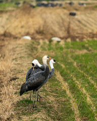 Hooded crane (Grus monacha) in Arasaki, Japan