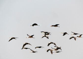 Fototapeta premium Hooded crane (Grus monacha) in Arasaki, Japan