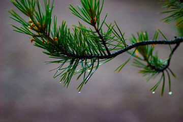 a branch of a coniferous tree with large dew drops after rain