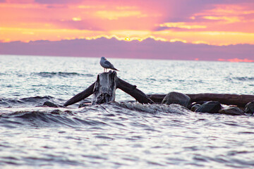 seagull on a wooden snag against the background of sunset in Lake Onega
