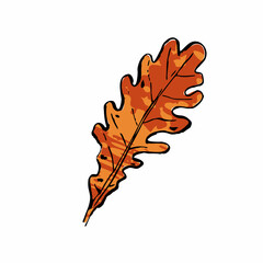 Autumn sketch red oak leaf. Hand-drawn Orange textured herb on white background. Doodle plant image. Nature, forest, ikebana, fall, summer sign. Carved inked leaf. Vector botanical season illustration