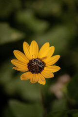 Yellow daisy flower