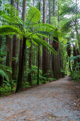Redwood forest in the tourist town of Rotorua, New Zealand